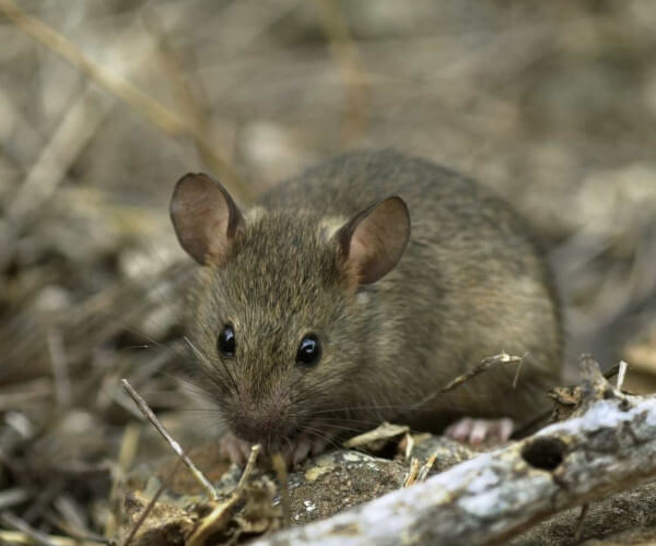 الفأر المتسلق "Rat Roaf"