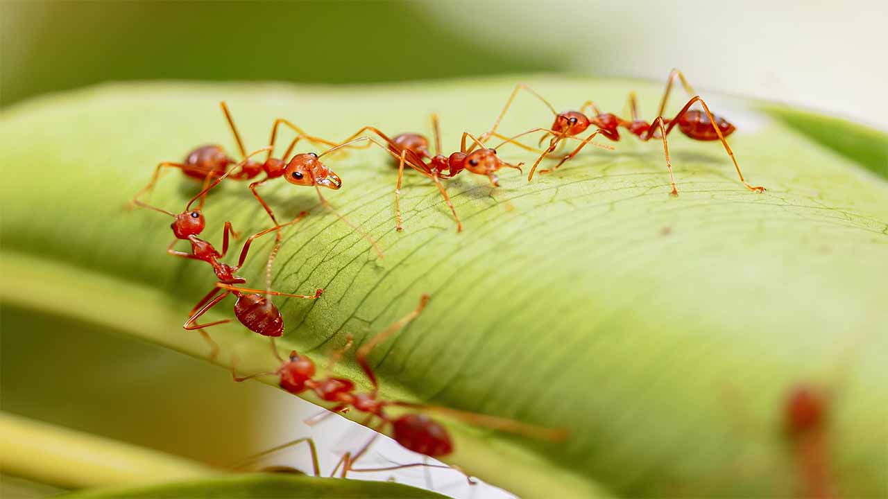 التخلص من النمل الأحمر