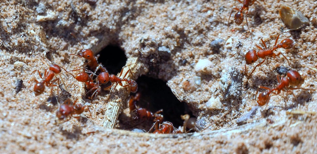 التخلص من النمل فقط باستخدام الخل والزيت