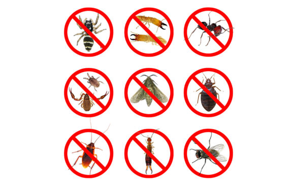 أكثر الحشرات شيوعًا في فصل الصيف